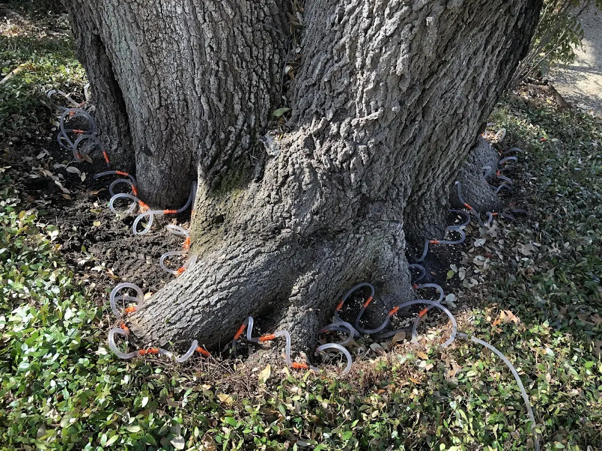 Detailed Tree Cabling and Bracing job site in Laurel