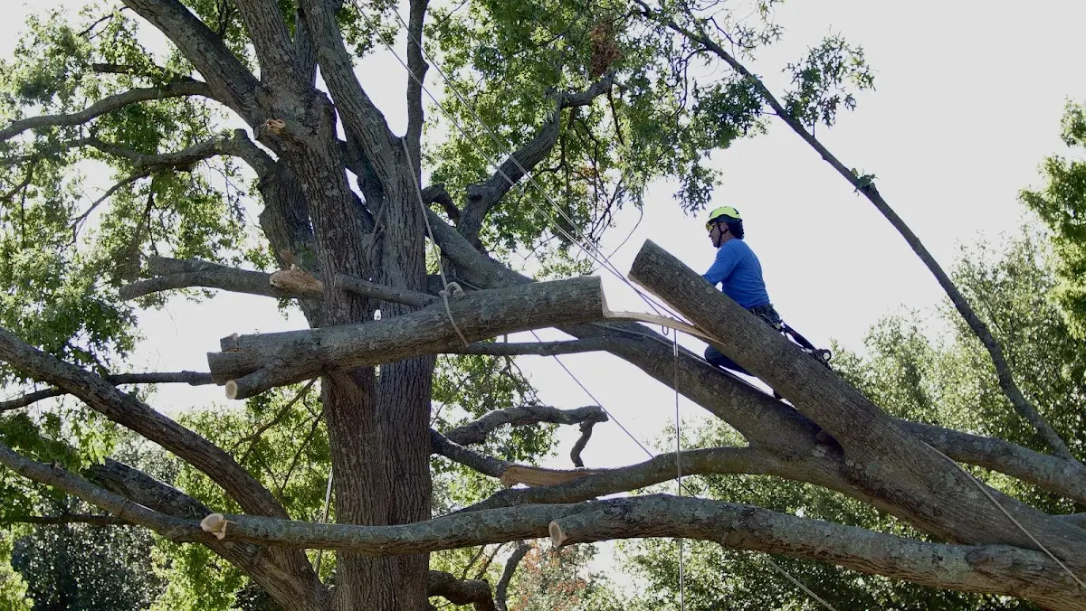 Professional Crown Thinning performed by certified arborists in Laurel